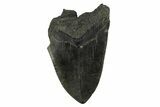 Partial Fossil Megalodon Tooth - South Carolina #295388-1